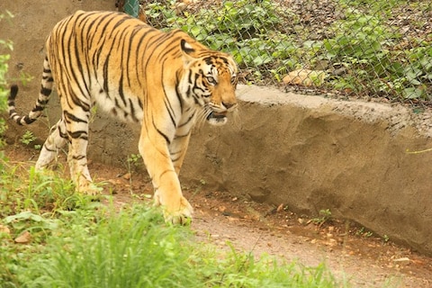 Sajjangarh Biological Park